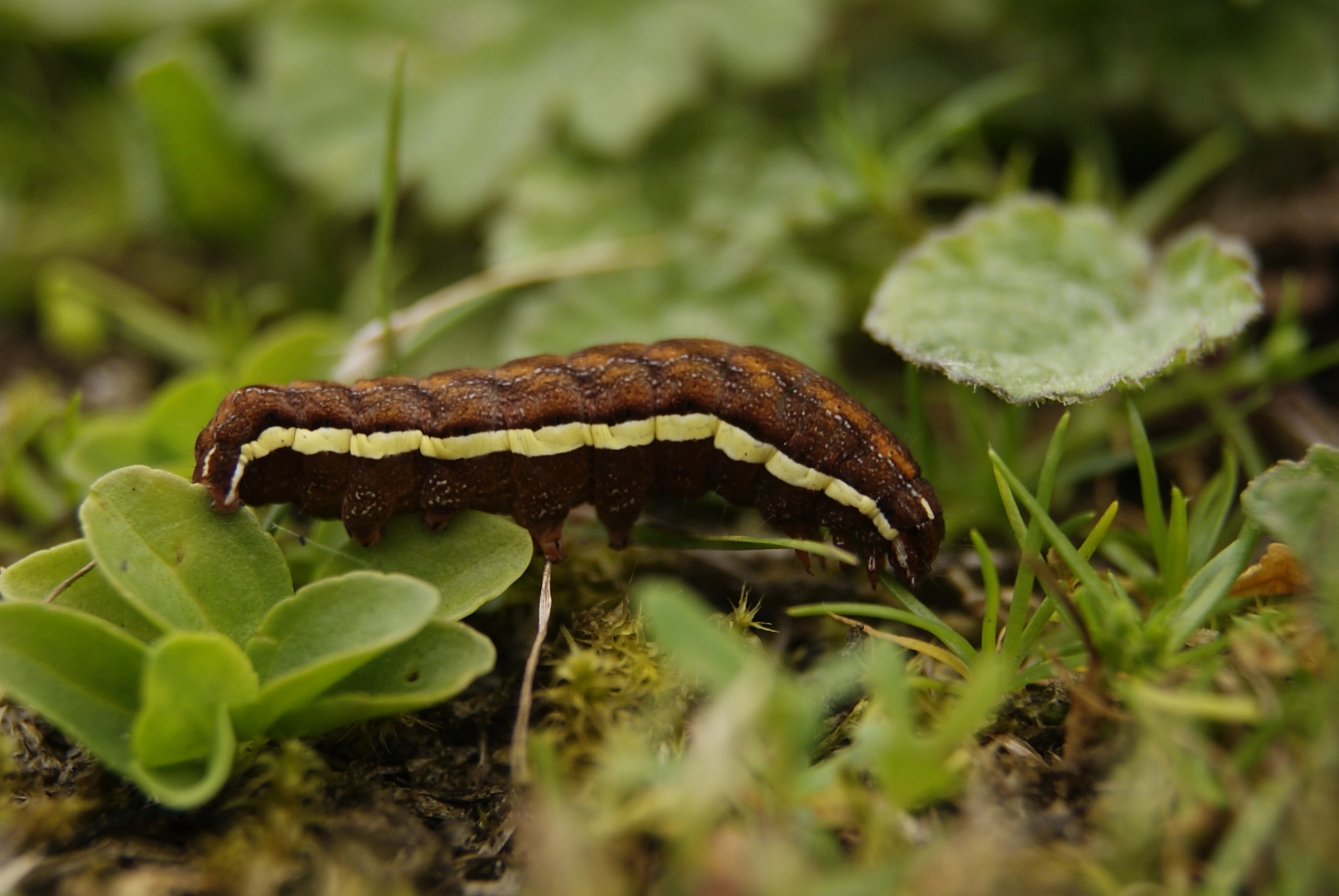 043 Actinotia polyodon gevlamde vlinder rups ermelo groevenbeekse heide Ati Vijge.JPG